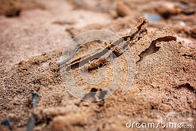Termite nest Stock Photo