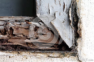 Termite nest at wooden wall, nest termite at wood decay window sill architrave, background of nest termite, white ant, background Stock Photo