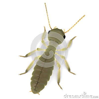 Termite nymph - subsurface scattered Stock Photo