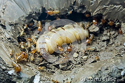 Termite Stock Photo