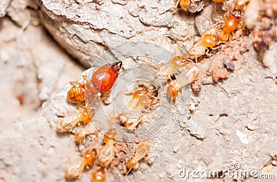 Termite Stock Photo