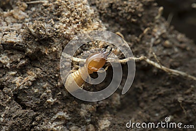 Termite and Termite mound on nature background in and Southeast Asia. Stock Photo