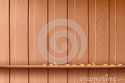 Termite, termites at wooden wall, termites and wood decay, texture wood with nest termite or white ant, background damaged Stock Photo