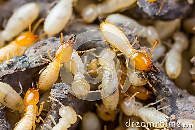 Termite or white ants Stock Photo