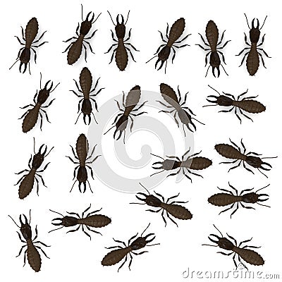 Termite workers Stock Photo