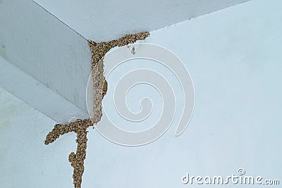 Termites Stock Photo