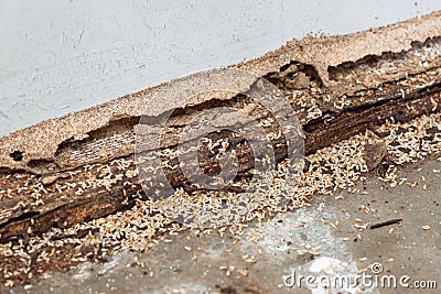 Termites Stock Photo