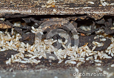 Termites Stock Photo