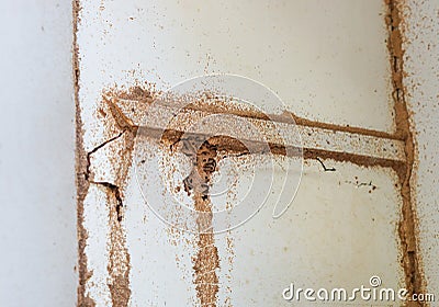 Termites destroying wood inside the wall Stock Photo