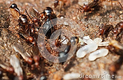 Termites and flying ants