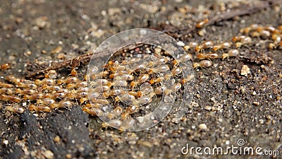 Termites on the ground2018_10_12 Stock Photo