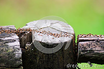 Termites immigrants in forest Stock Photo