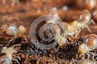 Termites insects in colony Stock Photo