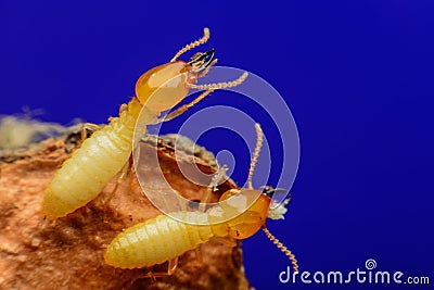 Termites macro Stock Photo