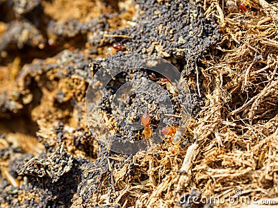 Termites. Madikwe Game Reserve, South Africa Stock Photo