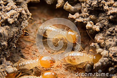 Termites nesting Stock Photo
