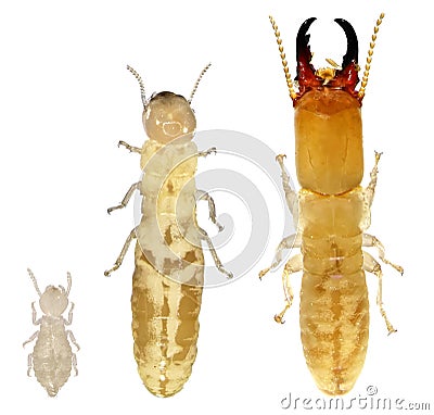 Termites Stock Photo