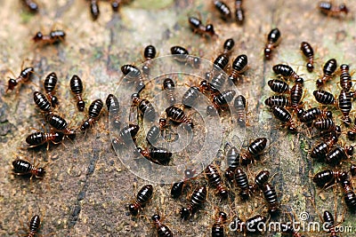 Termites on the tree Stock Photo