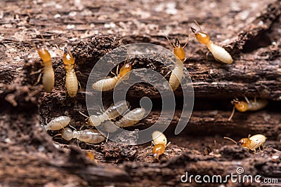 Termites or white ants Stock Photo