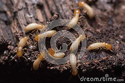 Termites or white ants Stock Photo