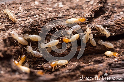 Termites or white ants Stock Photo