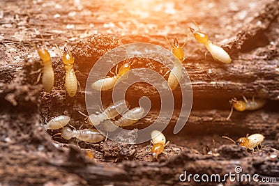 Termites or white ants Stock Photo