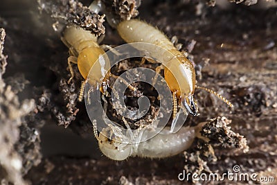 Termites Stock Photo