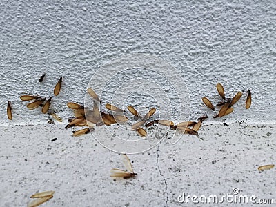 Many Alates termite winged insect on the floor. Stock Photo