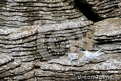 Tern feeding her chick against the dark contrast of the pancake rock formations, Punakaiki Stock Photo