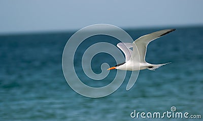 A Tern in Florida Stock Photo