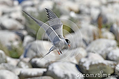 A tern flutters in flight before landing. Adult common tern in flight. Scientific name: Sterna hirundo. Ladoga Lake. Russia Stock Photo