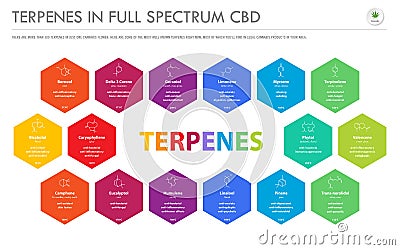 Terpenes in Full Spectrum CBD with Structural Formulas horizontal business infographic Cartoon Illustration