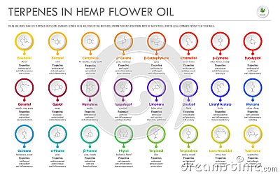 Terpenes in Hemp Flower Oil with Structural Formulas horizontal business infographic Vector Illustration