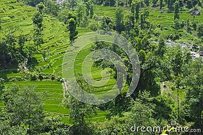 Terrace Cultivation Stock Photo