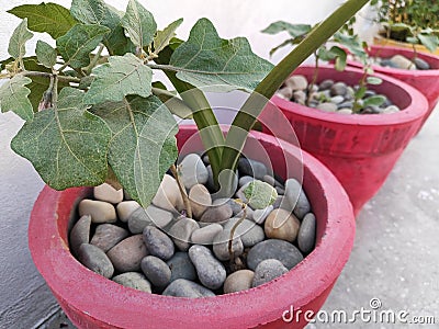 Terrace garden pot mulch with stone. It is used to retain soil moisture, regulate soil temperature. Stock Photo