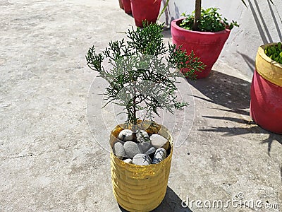 Terrace garden pot mulch with stone. It is used to retain soil moisture, regulate soil temperature. Stock Photo