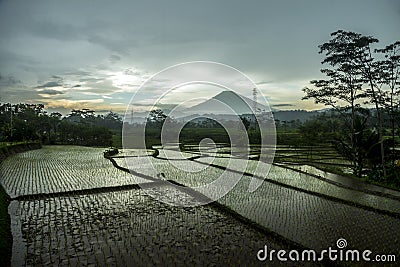 Terrace paddy fields on a rainy day with mountain background Stock Photo