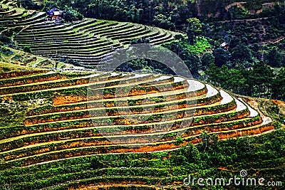 Terrace Rice field, Hoang Lien Son mountains, North of Vietnam Stock Photo