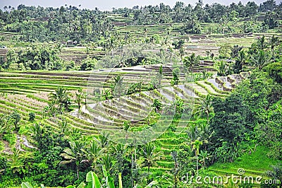 Terrace rice fields in Tegallalang, Ubud on Bali Stock Photo