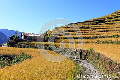 Terrace Rice Paddy Field,Nepal. Editorial Stock Photo