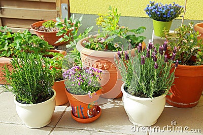 Small roof-top garden Source: Picfinder