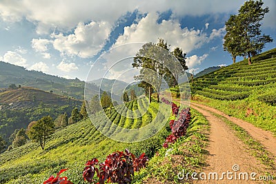 Terrace Tea Plantation with Mist Cloud Sky at Doi Mae Salong Mountain, Chiangrai, Thailand Stock Photo