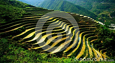 Terraced fields, Sapa Stock Photo