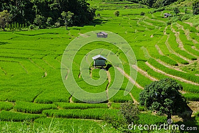 Terraced Rice Field in Chiangmai, Thailand. Royal Project Khun Pae Northern Thailand Stock Photo