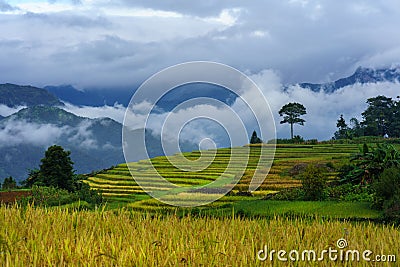 Terraced rice field landscape in harvesting season with low clouds in Y Ty, Bat Xat district, Lao Cai, north Vietnam Stock Photo