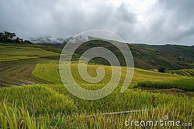 Terraced rice field landscape in harvesting season in Y Ty, Bat Xat district, Lao Cai, north Vietnam Stock Photo