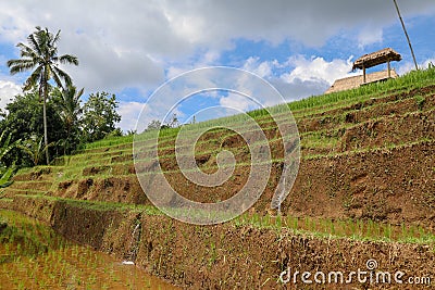 Terraced rice field in water season in Bali. Terrace rice fields Stock Photo