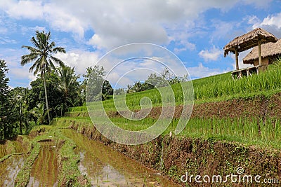 Terraced rice field in water season in Bali. Terrace rice fields Stock Photo