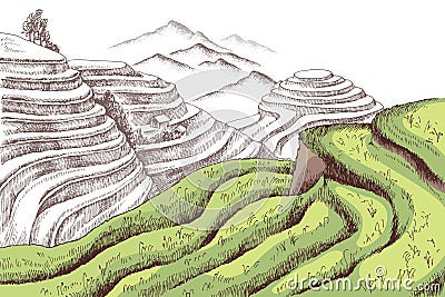 Terraced rice fields in the mountains Vector Illustration