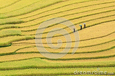 Terraced rice fields in Vietnam Editorial Stock Photo